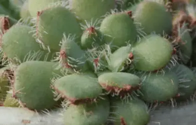 Echeveria Setosa Var. Ciliata