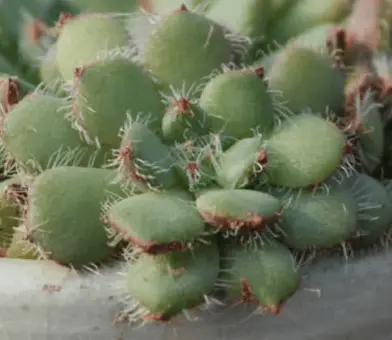 Echeveria Setosa Var. Ciliata