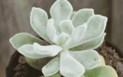 Echeveria Pulvinata ‘Frosty’