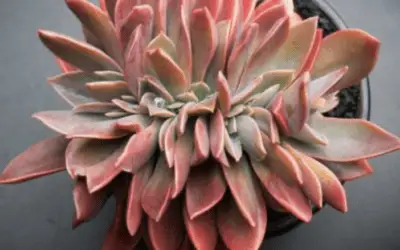 X Graptoveria ‘Fred Ives’ F Cristata