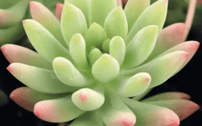 X Sedeveria ‘Hummelii’