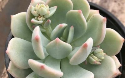 X Graptoveria ‘Moonglow’