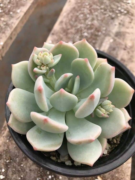 X Graptoveria 'Moonglow'