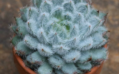 Echeveria Setosa Var. Deminuta