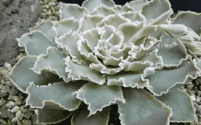 Echeveria Shaviana ‘Mexican Hens’