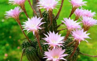 Echinopsis Oxygona ‘Easter Lily Cactus’