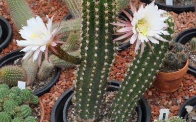 Echinopsis Candicans ‘Argentine Giant’