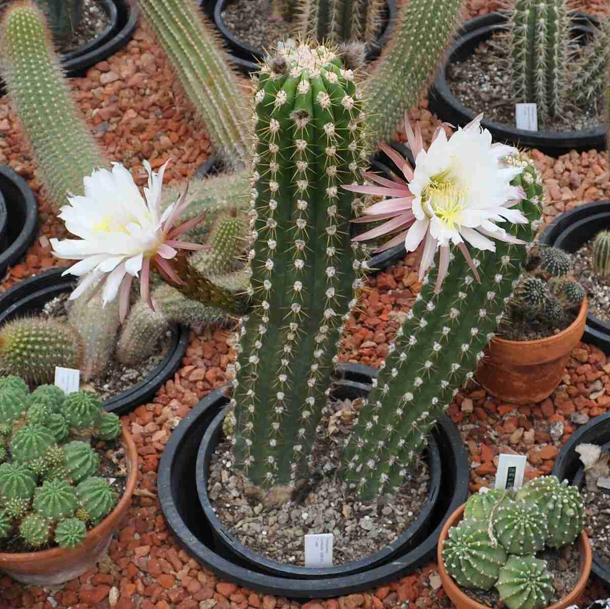 Echinopsis Candicans 'Argentine Giant'