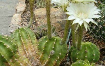 Echinopsis Eyriesii