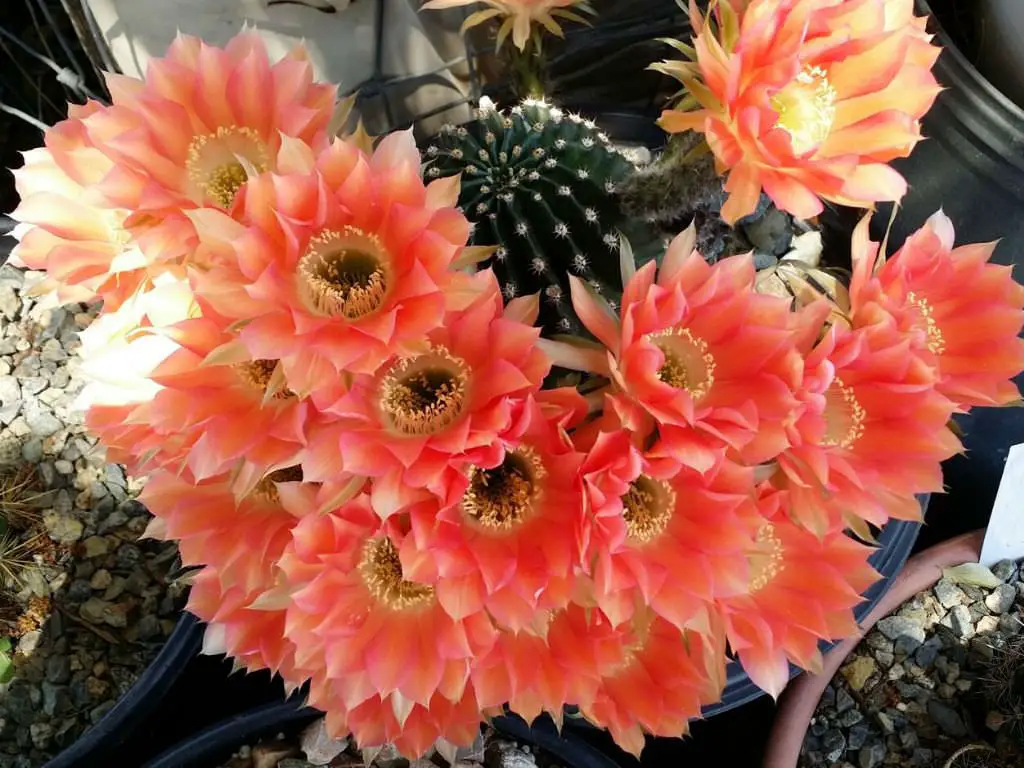 Echinopsis ‘Red Paramount’