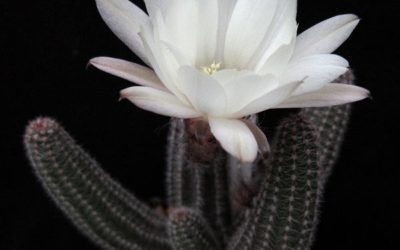 Echinopsis Chamaecereus ‘Westfield Alba’