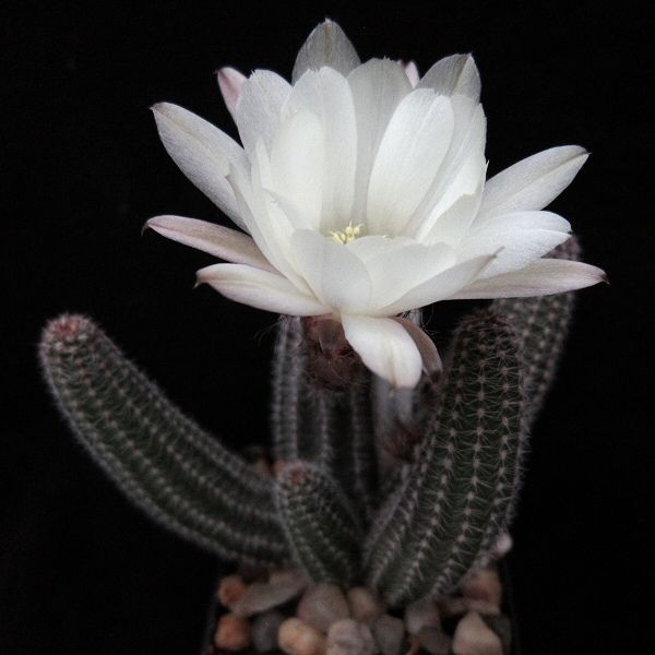 Echinopsis Chamaecereus ‘Westfield Alba’