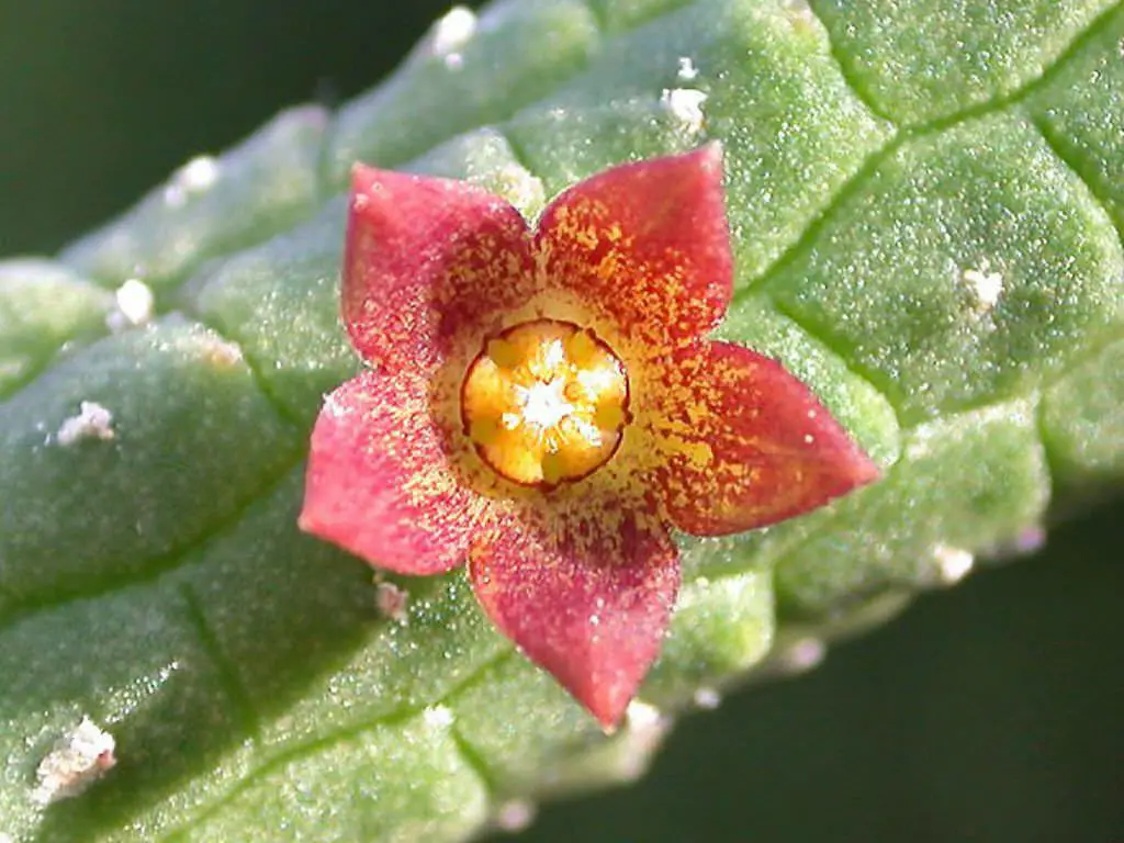 Echidnopsis Cereiformis Var. Brunnea