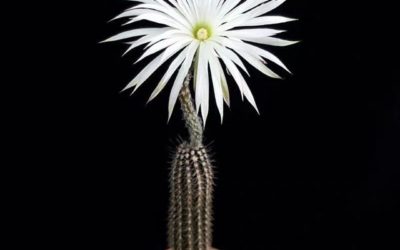 Echinopsis Mirabilis ‘Flower Of Prayer’