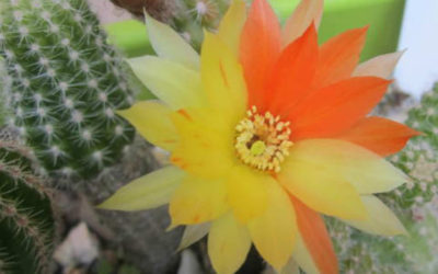 Echinopsis Chamaecereus ‘Arlequin’