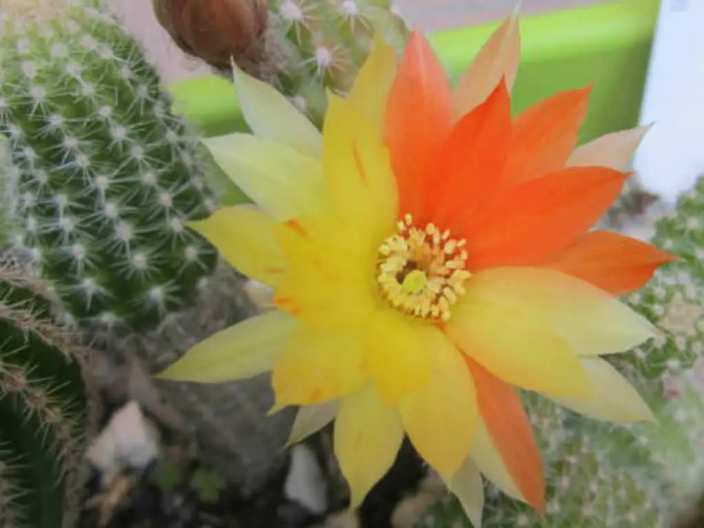 Echinopsis Chamaecereus ‘Arlequin'