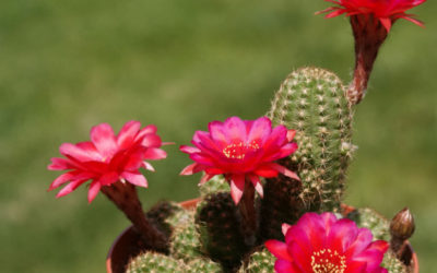 Echinopsis Chamaecereus ‘Rose Quartz’