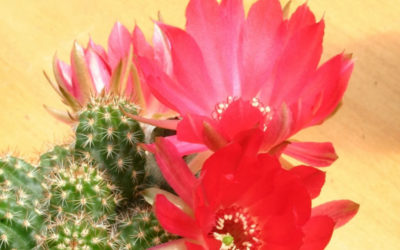 Echinopsis Chamaecereus ‘Rot Violet’