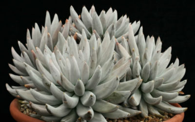 Echeveria Tolimanensis