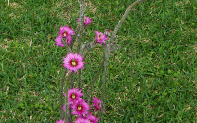 Echinocereus Poselgeri ‘Dahlia Cactus’