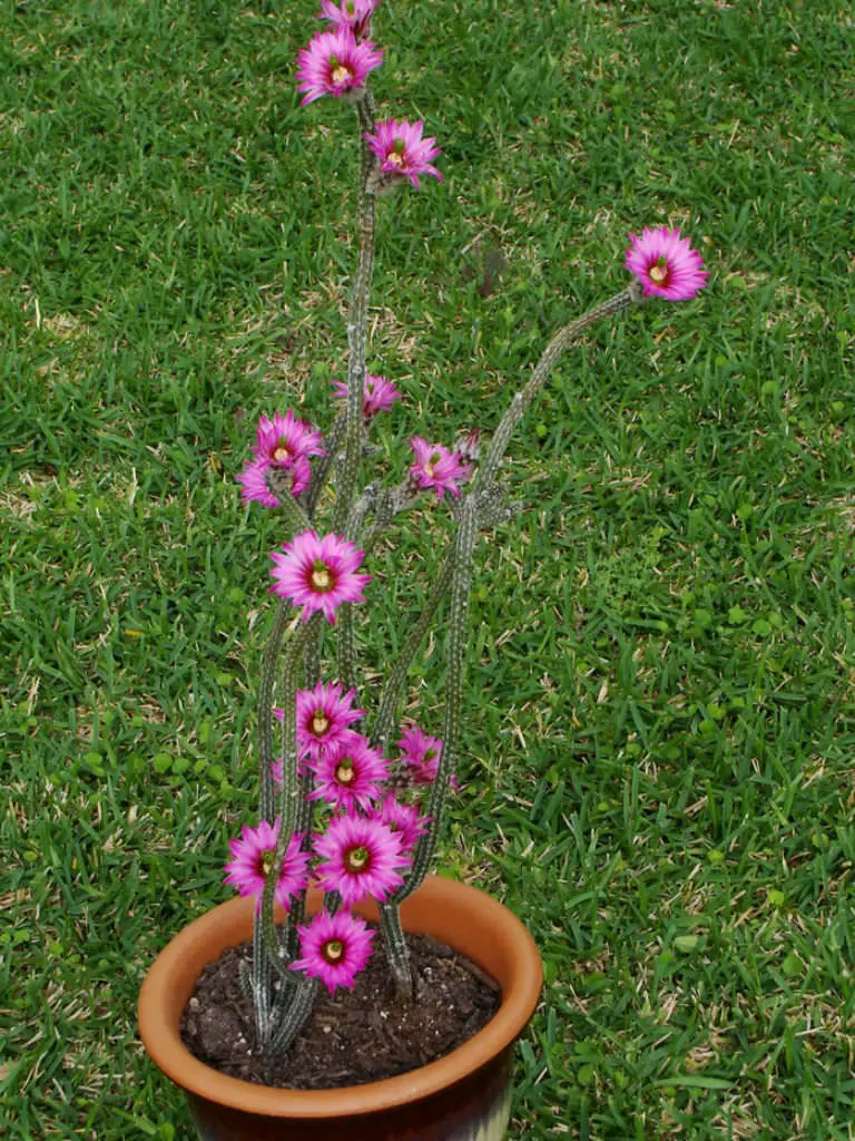 Echinocereus Poselgeri