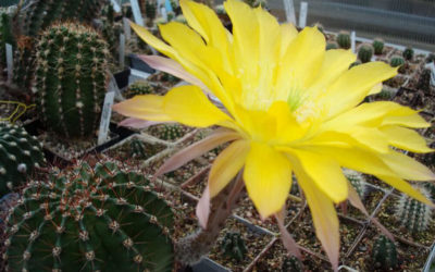 Echinopsis ‘Jealousy’