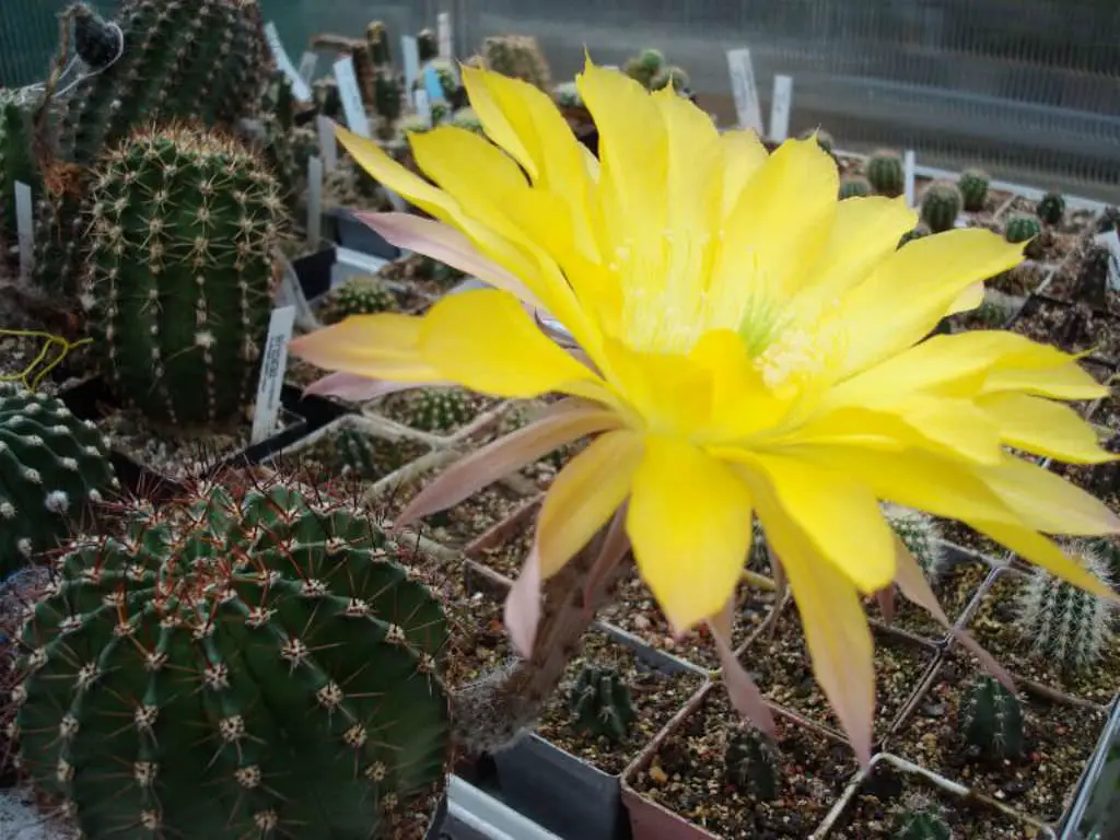 Echinopsis ‘Jealousy’