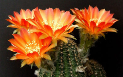 Echinopsis ‘Piura’