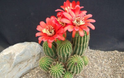 Echinopsis Huascha Var. Grandiflora