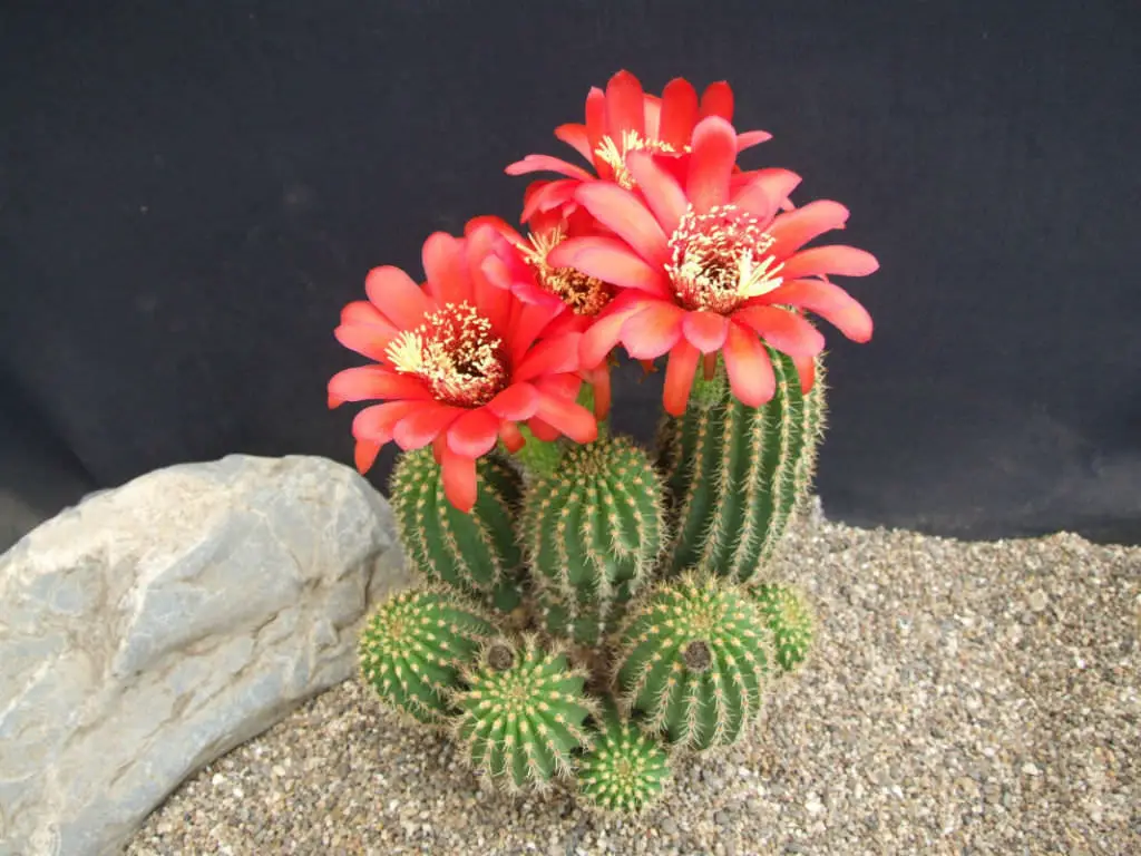 Echinopsis Huascha Var. Grandiflora