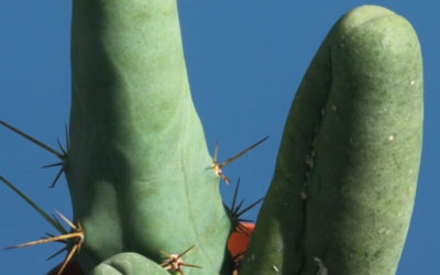 Echinopsis Lageniformis F. Monstruosa