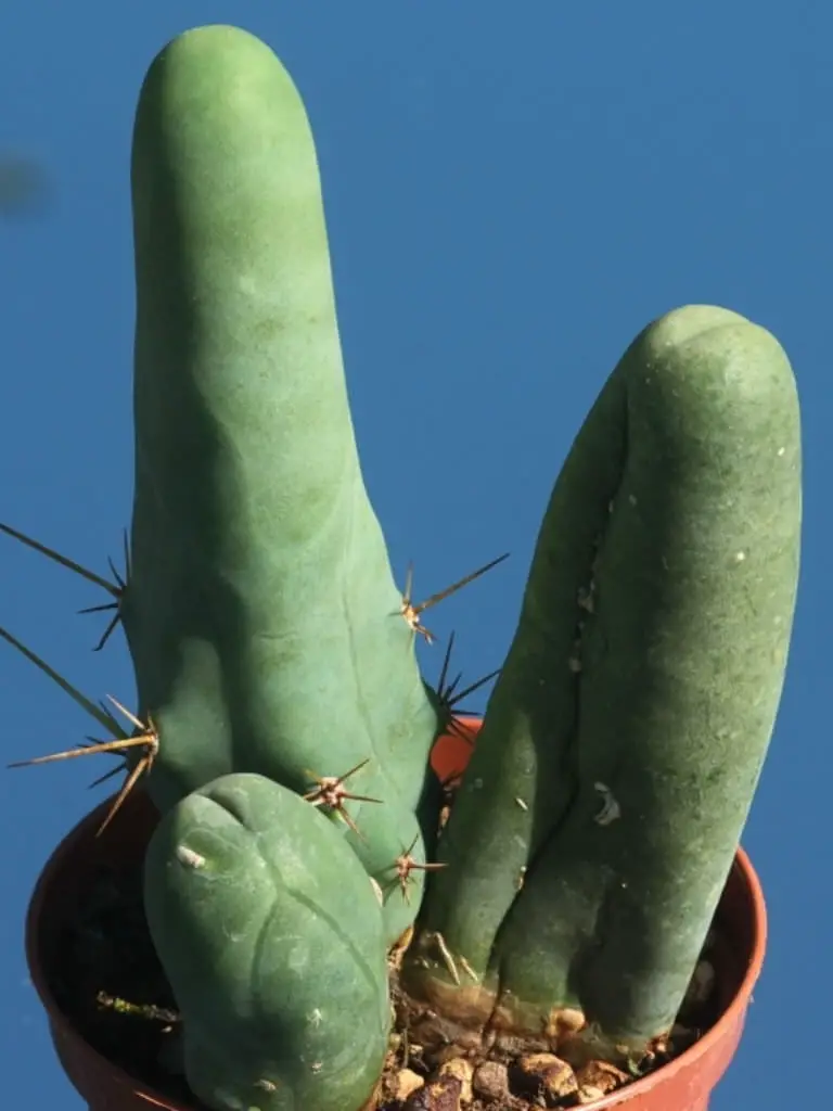 Echinopsis Lageniformis f. Monstruosa