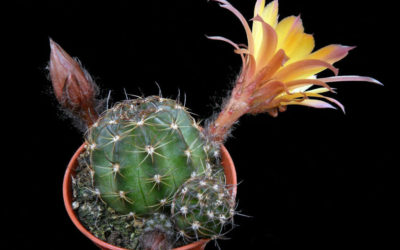 Echinopsis Tegeleriana