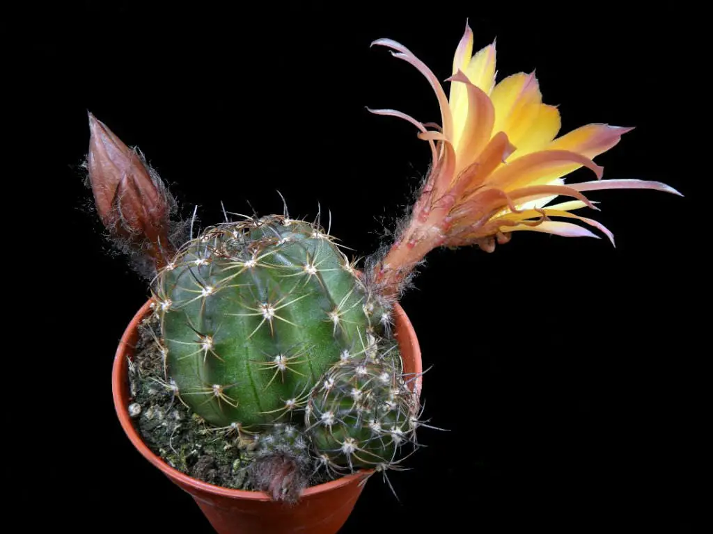 Echinopsis Tegeleriana