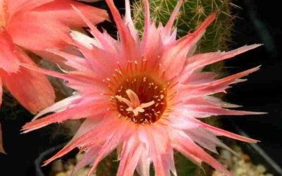 Echinopsis Chamaecereus ‘Boom’