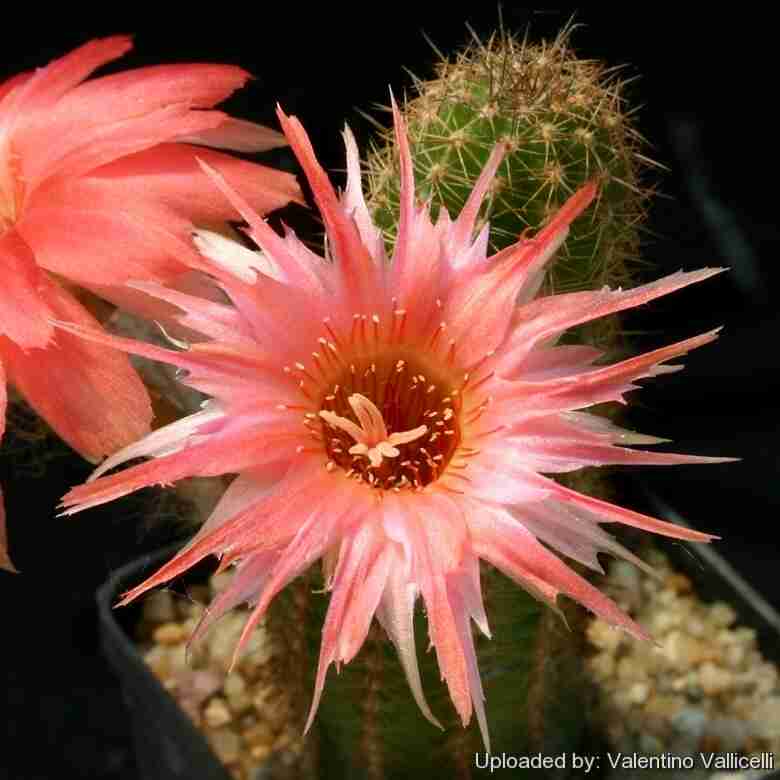 Echinopsis Chamaecereus ‘Boom'