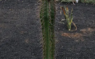 Echinopsis Lageniformis ‘Bolivian Torch Cactus’