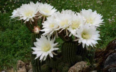 Echinopsis Schickendantzii