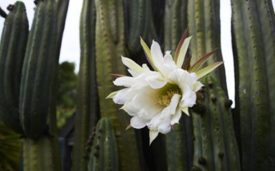 Echinopsis Scopulicola