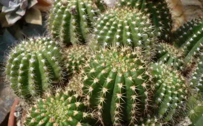 Echinopsis Huascha