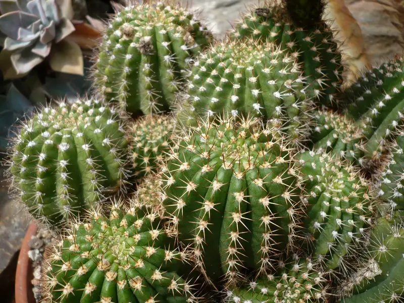 Echinopsis Huascha