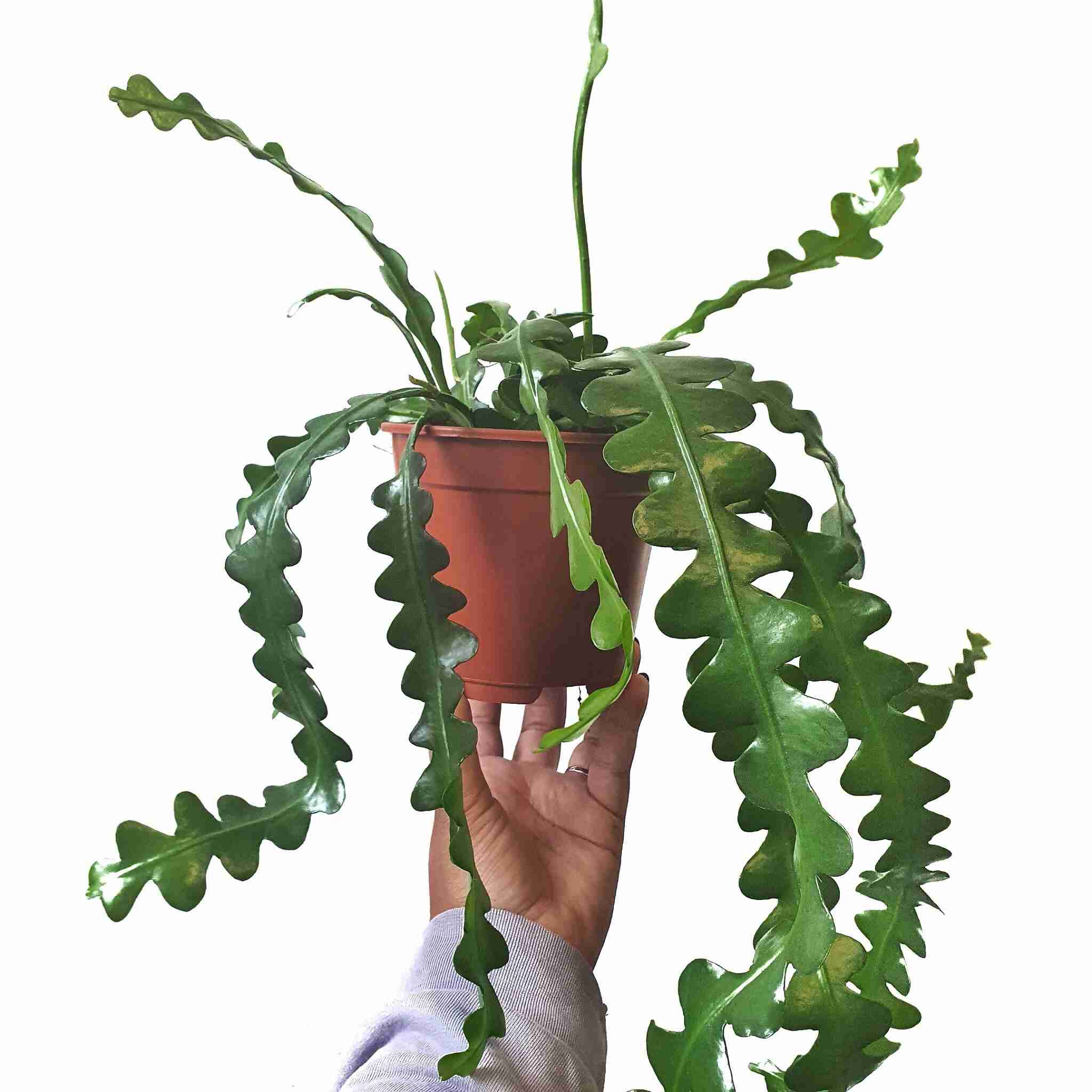 Epiphyllum Anguliger 'Fishbone Cactus' Care guide  Succulents ...