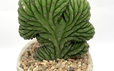 Echinopsis Pachanoi F. Cristata