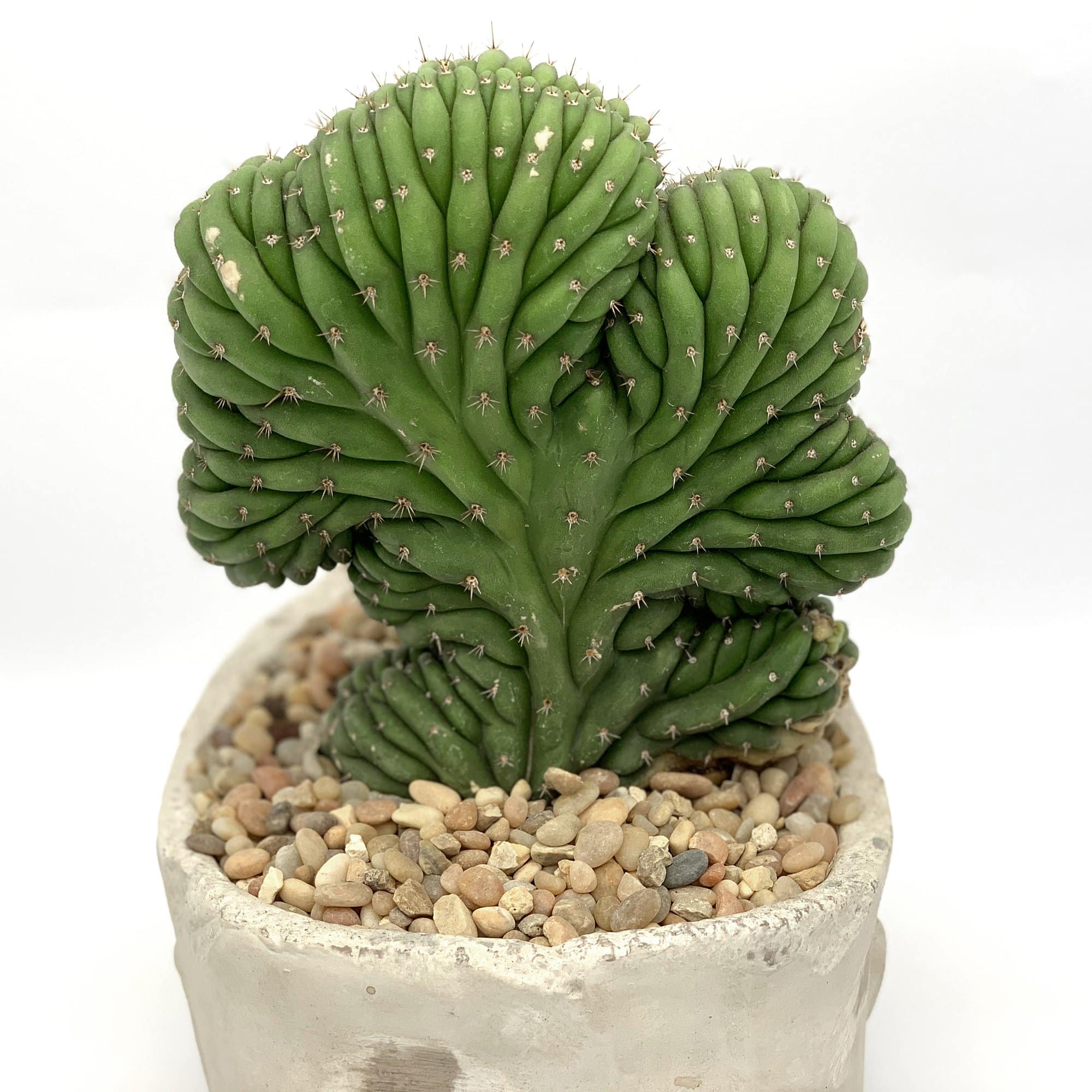 Echinopsis Pachanoi f. Cristata