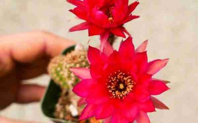 Echinopsis Chamaecereus ‘Violet’