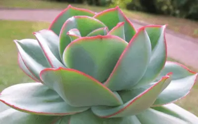 Echeveria Subrigida ‘Wavy’