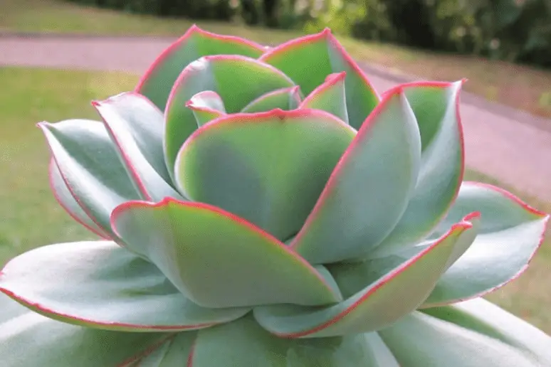 Echeveria Subrigida ‘Wavy'