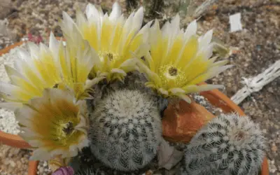 Echinocereus Dasyacanthus ‘Texas Rainbow Cactus’