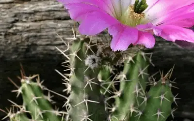 Echinocereus Pentalophus Subsp. Propcumbens