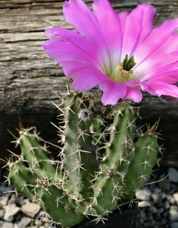 Echinocereus Pentalophus Subsp. Propcumbens